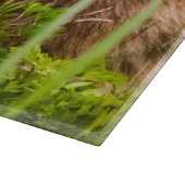 Mama beer verzorgt haar twee cubs, Lake Clark Nati Snijplank (Hoek)