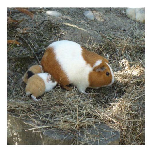 mama cavia foto afdruk (Voorkant)