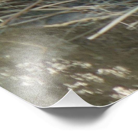 mama cavia foto afdruk (Hoek)