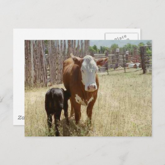 Mama Cow en Calf Briefkaart (Voorkant / Achterkant)