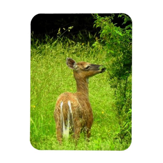 Mama Deer Browsing Magneet (Verticaal)