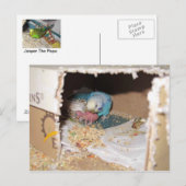 Mama Dexter en Baby Rufus Briefkaart (Voorkant / Achterkant)