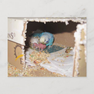 Mama Dexter en Baby Rufus Briefkaart