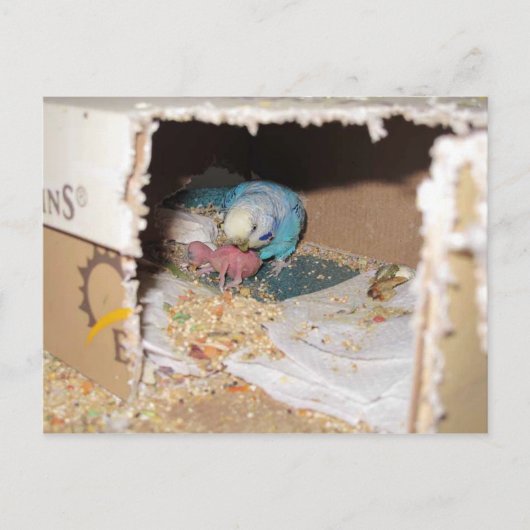 Mama Dexter en Baby Rufus Briefkaart (Voorkant)