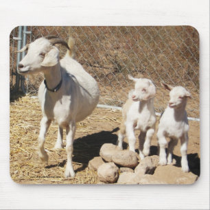 Mama Doe en Kinderen - familie van Pygmy Goat - We Muismat