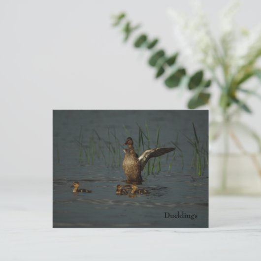 Mama Duck met Ducklings briefkaart (Staand voorkant)