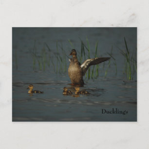 Mama Duck met Ducklings briefkaart