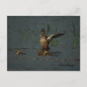 Mama Duck met Ducklings briefkaart (Voorkant)