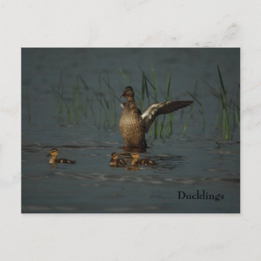 Mama Duck met Ducklings briefkaart (Voorkant)