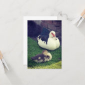 Mama eend, baby en konijnenkont. kaart (Voorkant / Achterkant in situ)