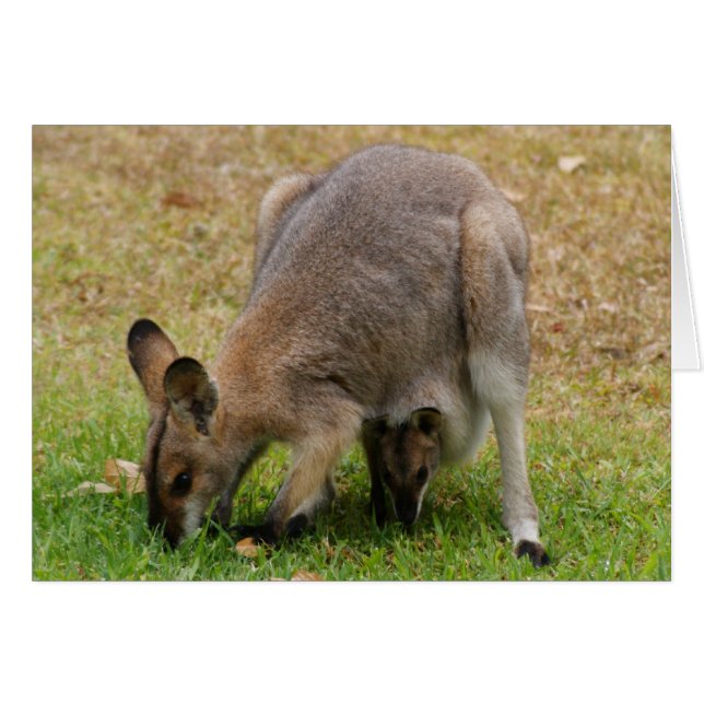 Mama en Baby  Faced Wallaby (Voorkant Horizontaal)