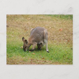 Mama en Baby Faced Wallaby Briefkaart