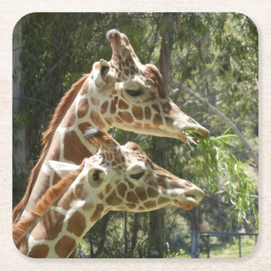 Mama en Baby Giraffe Onderzetter (Voorkant)