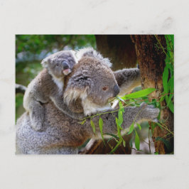 Mama en Baby Koalas Briefkaart