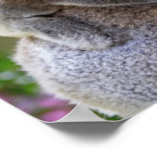 Mama en Baby Koalas Poster (Hoek)