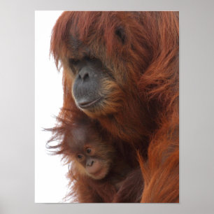 Mama en baby orang-oetan poster