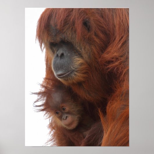 Mama en baby orang-oetan poster (Voorkant)