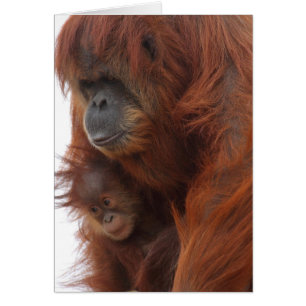 Mama en baby Orangutan