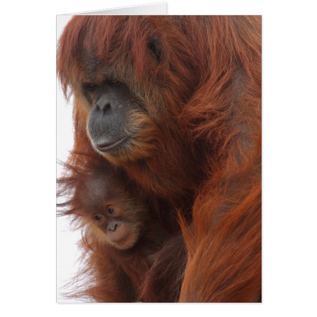 Mama en baby Orangutan (Voorkant)