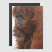 Mama en baby Orangutan (Voorkant / Achterkant)
