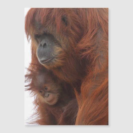 Mama en baby Orangutan (Voorkant)