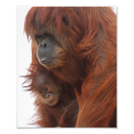 Mama en baby Orangutan Foto Afdruk (Voorkant)