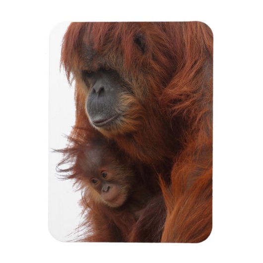 Mama en baby Orangutan Magneet (Verticaal)
