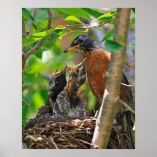 Mama en Baby Robins Poster