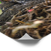 Mama en Baby Robins Poster (Hoek)