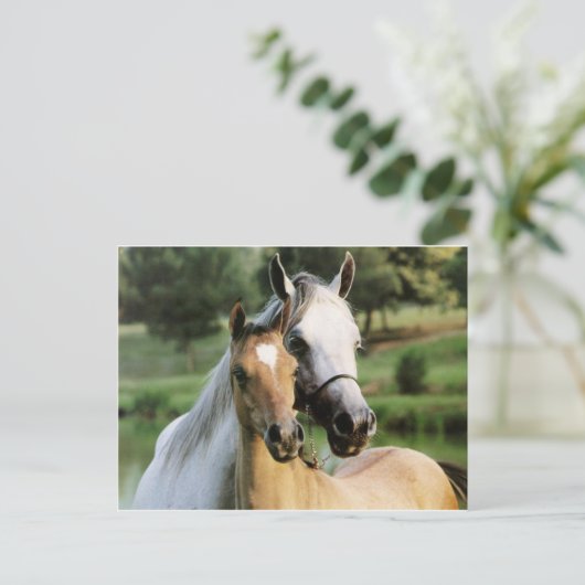 Mama en Colt Briefkaart (Staand voorkant)