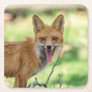 Mama Fox in de Hudson-vallei Kartonnen Onderzetters