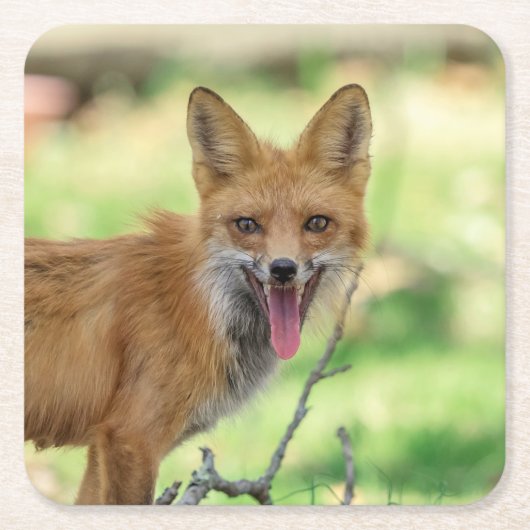 Mama Fox in de Hudson-vallei Kartonnen Onderzetters (Voorkant)