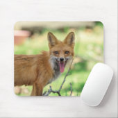 Mama Fox in de Hudson-vallei Muismat (Met muis)