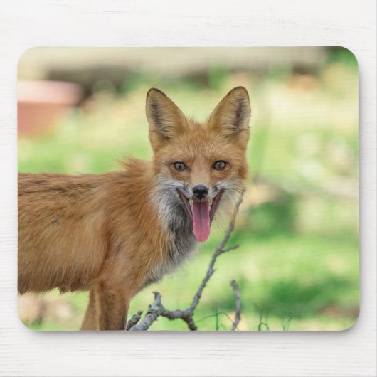 Mama Fox in de Hudson-vallei Muismat (Voorkant)