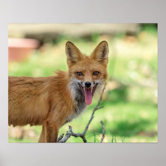 Mama Fox in de Hudson-vallei Poster (Voorkant)