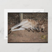 Mama Kangaroo met Joey in Pouch Briefkaart (Voorkant / Achterkant)