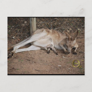 Mama Kangaroo met Joey in Pouch Briefkaart