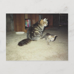 Mama kat met kitten briefkaart