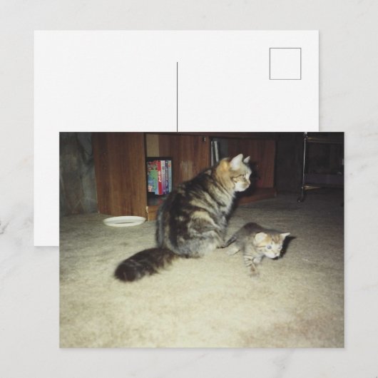 Mama kat met kitten briefkaart (Voorkant / Achterkant)