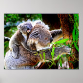 Mama Koala and Baby Joey in a Tree Poster (Voorkant)