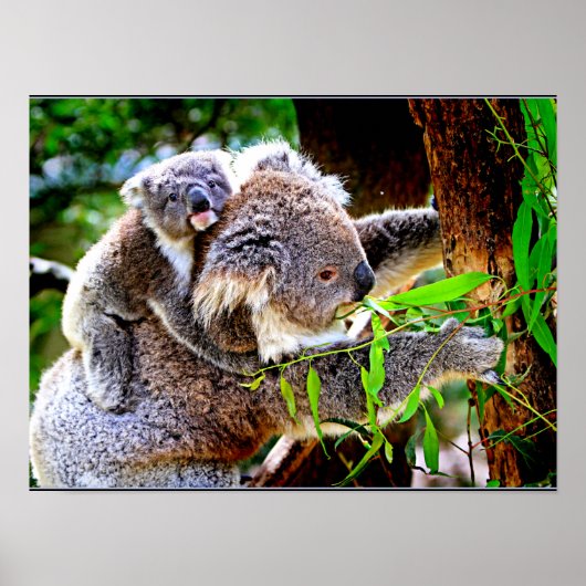 Mama Koala and Baby Joey in a Tree Poster (Voorkant)