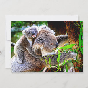 Mama Koala en Baby Joey in een Boom