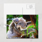 Mama Koala en Baby Joey in een boom Briefkaart (Voorkant / Achterkant)