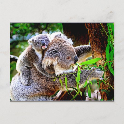 Mama Koala en Baby Joey in een boom Briefkaart (Voorkant)