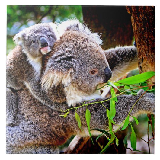 Mama Koala en Baby Joey in een boom Tegeltje (Voorkant)