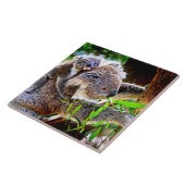 Mama Koala en Baby Joey in een boom Tegeltje (Zijkant)