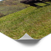 Mama Koe en Calf in Texas Pasture Poster (Hoek)