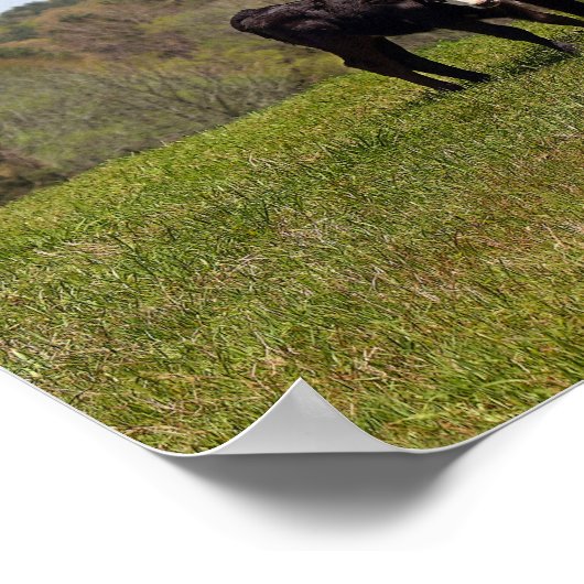 Mama Koe en Calf in Texas Pasture Poster (Hoek)