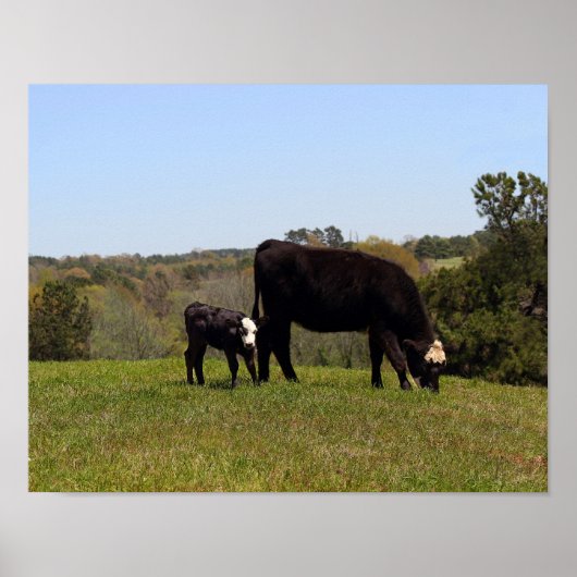 Mama Koe en Calf in Texas Pasture Poster (Voorkant)