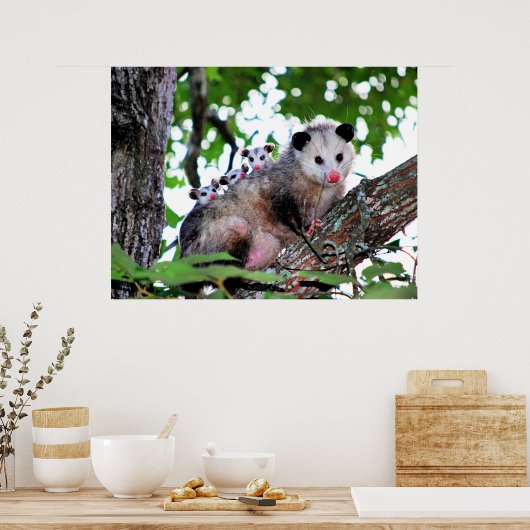 Mama Possum en Babies Poster (Keuken)
